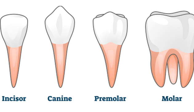 Difference Between Premolar And Molar